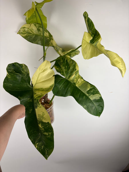 Philodendron Florida beauty x Paraiso var (Thailand) A
