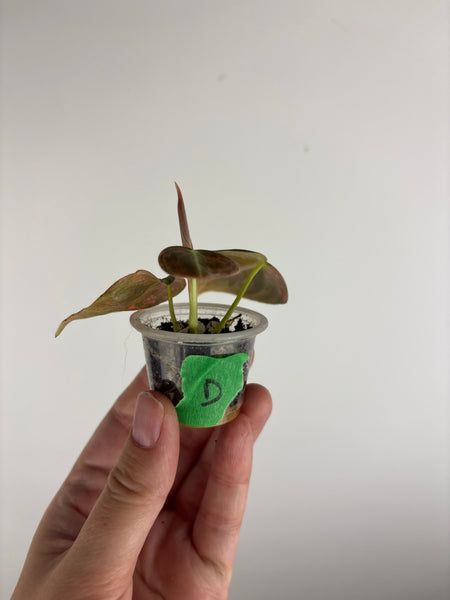 philodendron melanochrysum orange variegated D