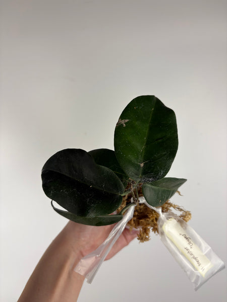 hoya Megalaster ubiyau B