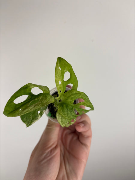 Monstera adansonii variegated E