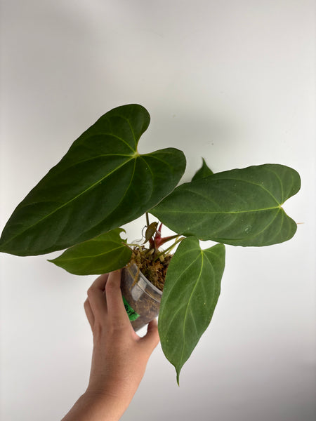 anthurium bvit x blue papillilaminum B