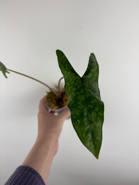 Alocasia shattered glass B