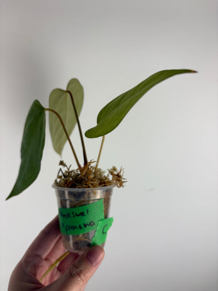 Anthurium Black sweet x panama C