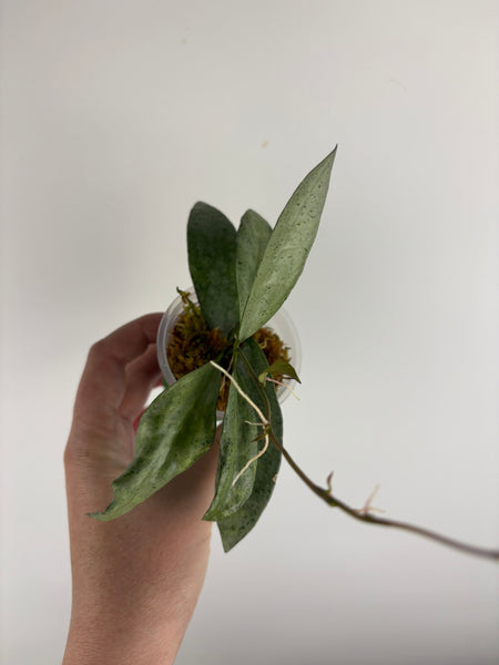 Hoya lacunosa winter pandora D