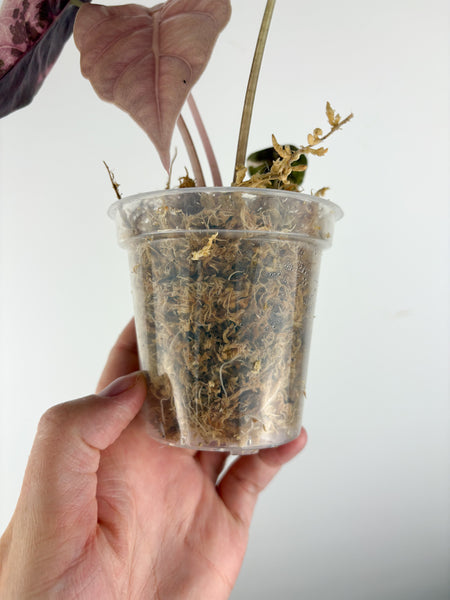 Alocasia chantrieri pink variegated B (from corm)