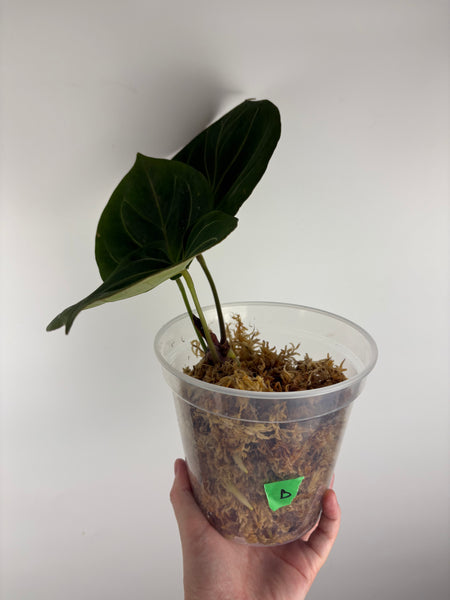 Anthurium King of Spades B large