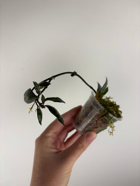 hoya lacunosa violet B
