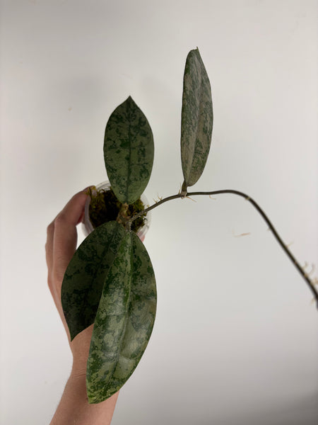 Hoya Aff lambii silver sp sanggau A