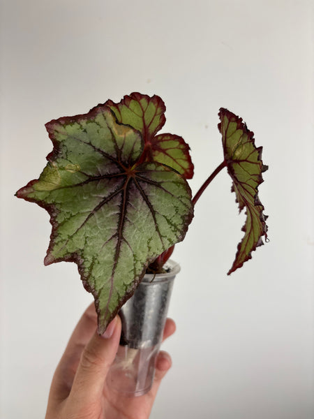 begonia carnival A