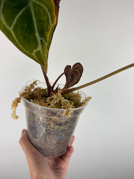 Anthurium crystallinum Petir variegated - Double growth point