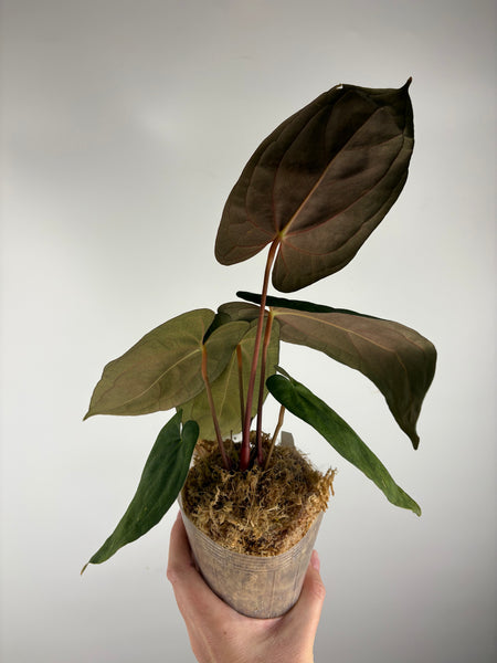 Anthurium papillilaminum fort sherman x red dark phoenix