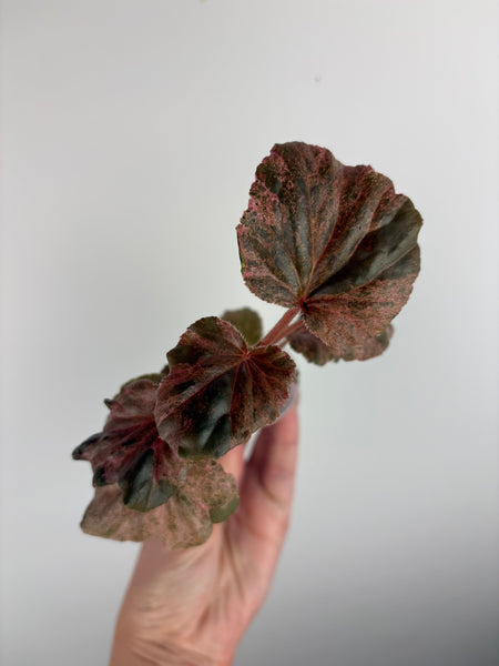 begonia cucullata pink variegated B