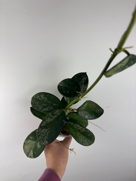 Hoya diversifolia maha dewi 4