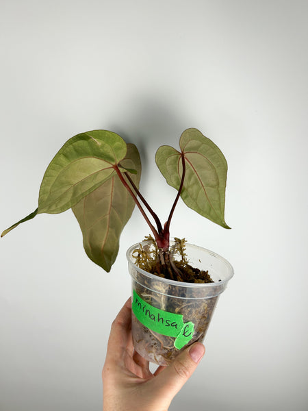 Anthurium minahasa E