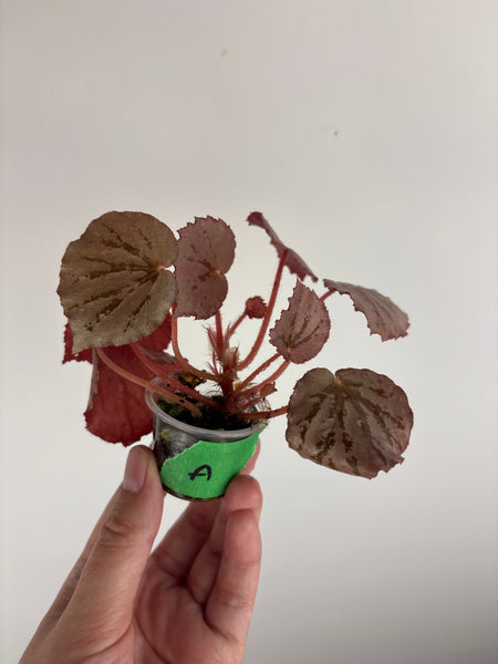 Begonia mystery Martin A