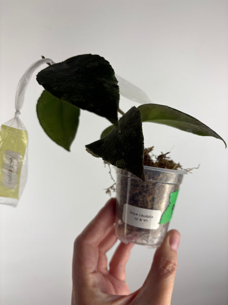 hoya caudata sp aceh