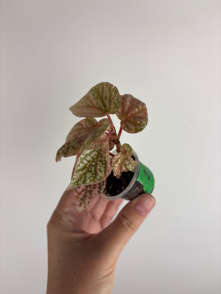 Begonia snow capped variegated 2