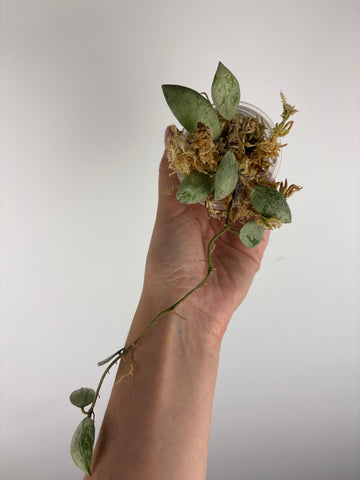 Hoya lacunosa sulcata 6