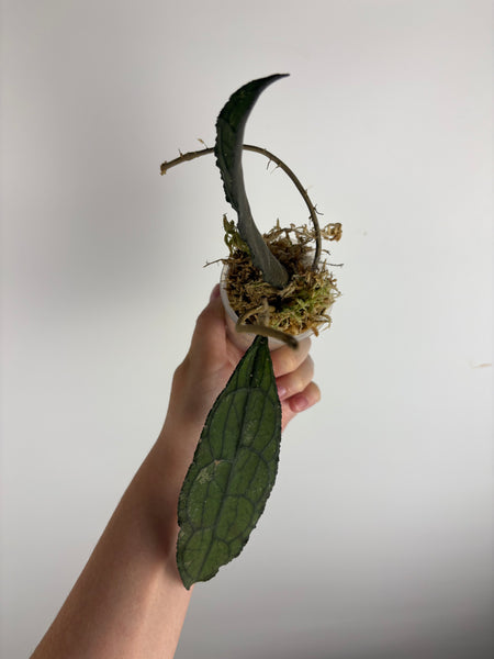 hoya clemensiorum black