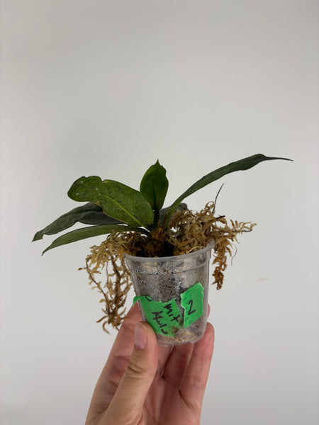 Hoya mitrata silver sp kapuas hulu 2