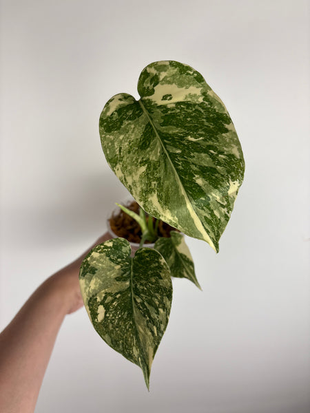 Monstera white snow C