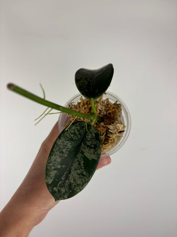 Hoya diversifolia maha dewi 1