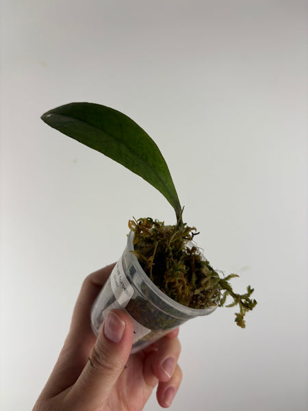 Hoya aff forbesii silver 4 AS IS