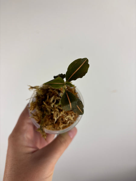 Jewel orchid sp papua B