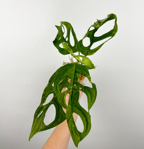 Monstera adansonii indo mint/marble J