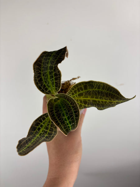 Jewel orchid sp papua green B