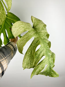 Monstera mint - large plant lightly rooted