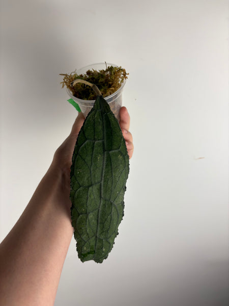 hoya clemensiorum black G