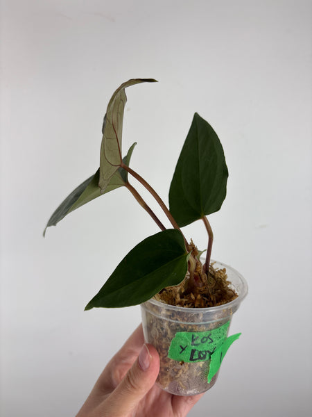 Anthurium King of Spades x luxurians 1