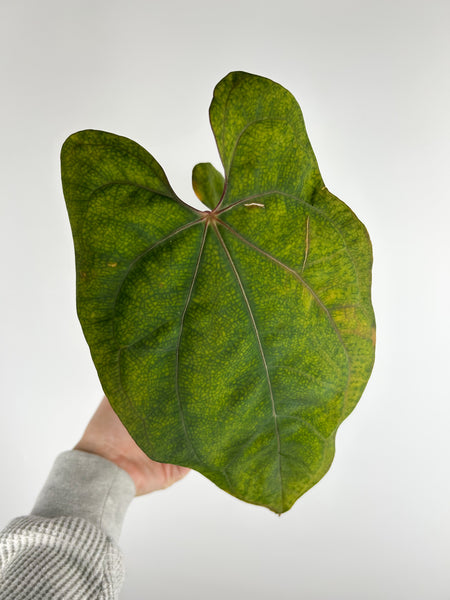 Anthurium Blue papillilaminum x (blue x warocqueanum) A as is