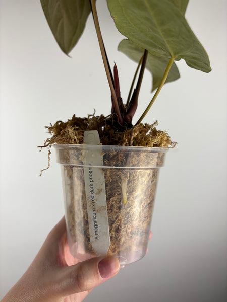 Anthurium magnificum x red dark phoenix