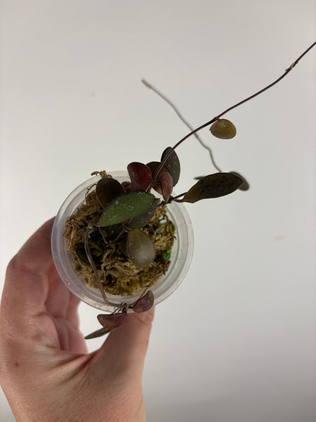 Hoya no ID - lost tag A