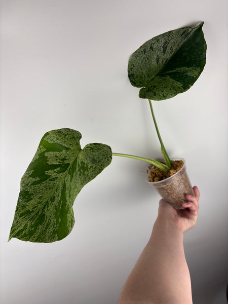 Monstera vietciosa (Thailand) E