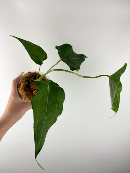 Anthurium delta force A