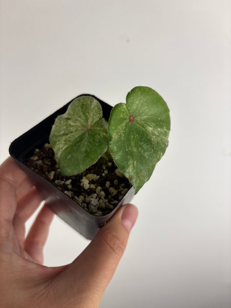 begonia rouge variegated exact plant