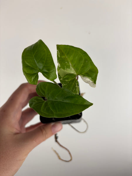 Syngonium albo
