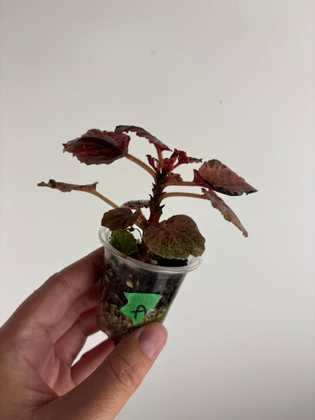 begonia cucullata pink variegated A