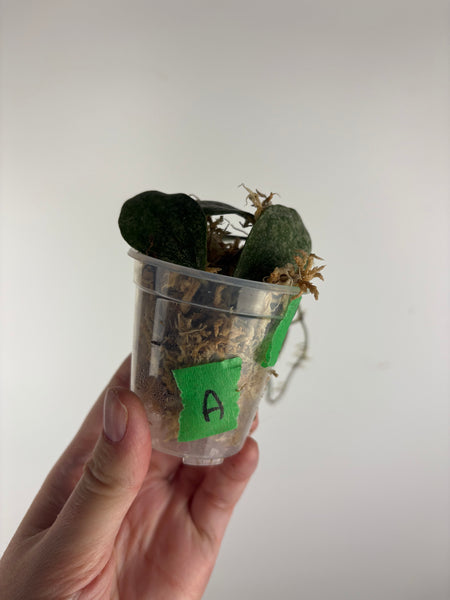 hoya walliniana silver A