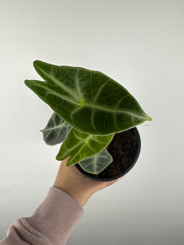 Alocasia Watsoniana variegated aurea B