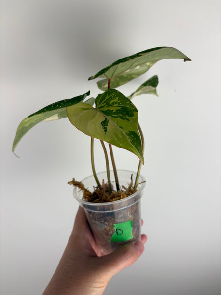 Philodendron gloriosum variegated small plant B