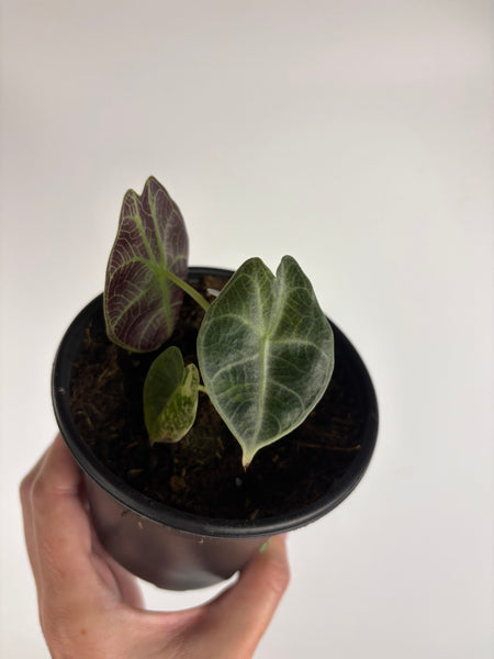Alocasia Watsoniana low variegated aurea D