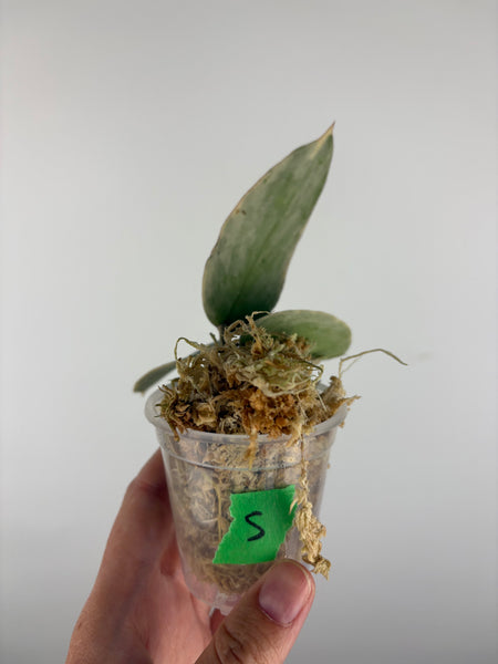 Hoya sp panglai west java albo 5