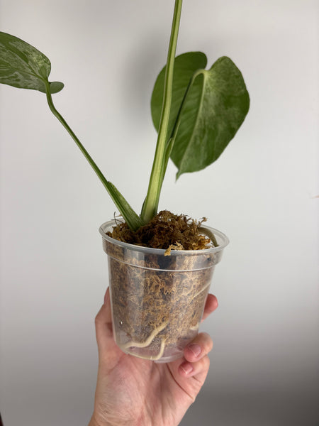 Monstera vietciosa (Thailand) B