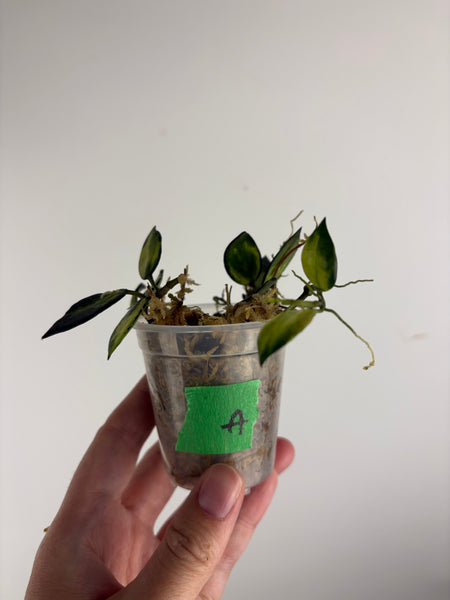 hoya lacunosa illumi A