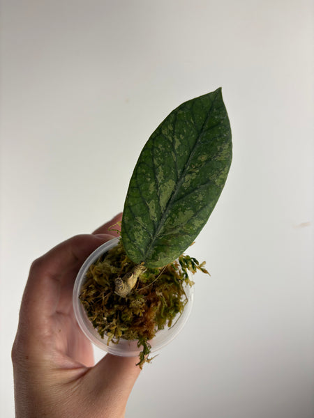 hoya Meredithii mountain kapi C