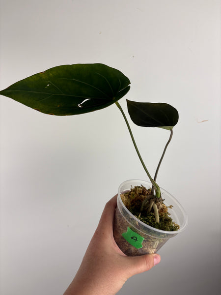 Anthurium red spider A